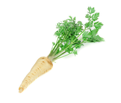Root parsley