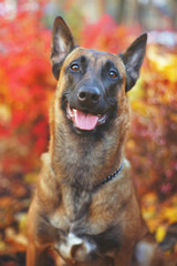 Portrait of happy Belgian Shepherd dog Malinois at autumn background