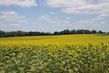 Field with sunflowers in Hungary