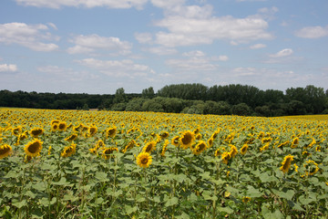 Sunflowers in Hungary