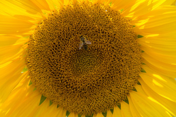 Naklejka premium Sunflowers in Hungary