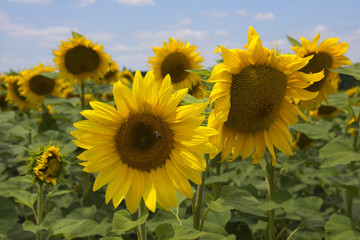 Sunflowers in Hungary