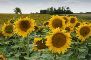 Sunflowers