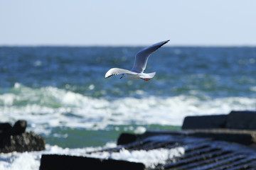 Flying seagull