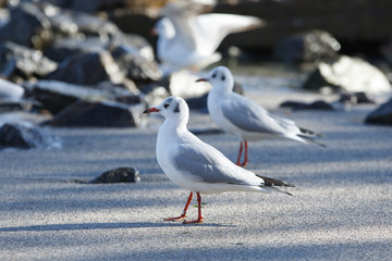 Seagulls on the beach