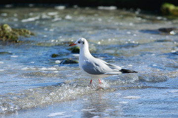 Seagull steps in the water