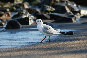 Seagull walks
