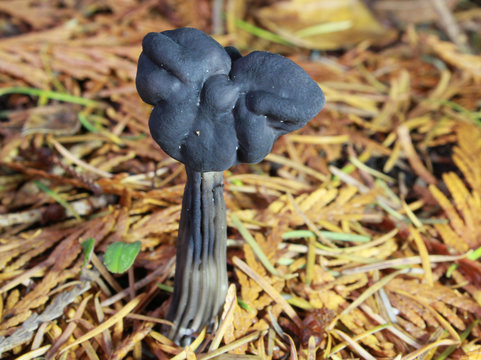 Black Elfin Saddle Mushroom - Helvella vespertina