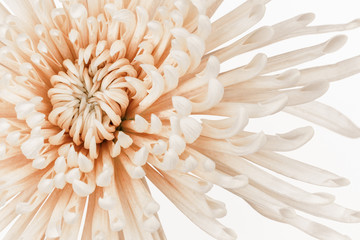 Desaturated pastel chrysanthemum flower 