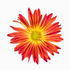 Vibrant red rover chrysanthemum isolated on white