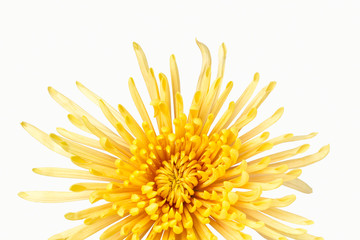 Partial view of vivid yellow chrysanthemum flower 