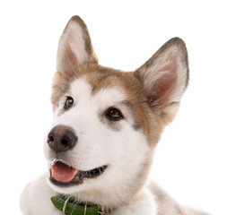 Portrait of Malamute puppy isolated on white