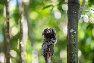 The common marmoset