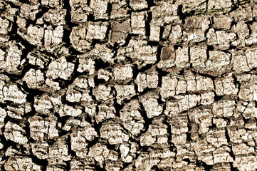 Tree bark