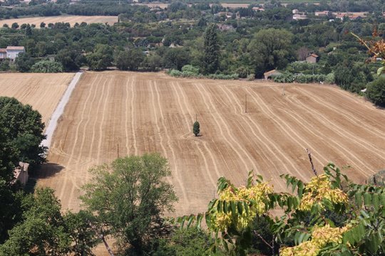 Baum im Stoppelfeld