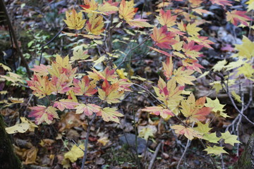 紅葉する上高地のモミジ