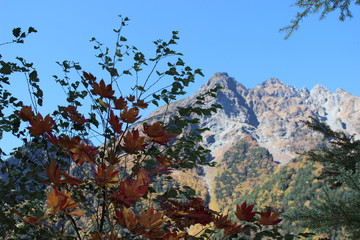 紅葉する上高地のモミジ