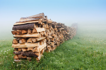 Firewoods in the meadow
