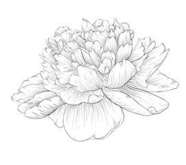beautiful monochrome black and white peony flower isolated on white background. © Hulinska Yevheniia