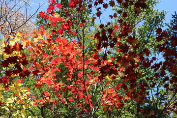 上高地の紅葉するカエデ