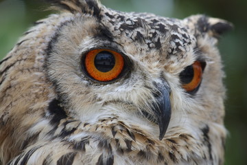 ベンガルワシミミズク