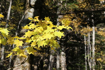 黄色く色づくモミジ