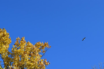 Fraxinus excelsior and tea against the blue sky