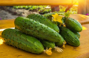 juicy cucumbers on a wooden bench in the garden
