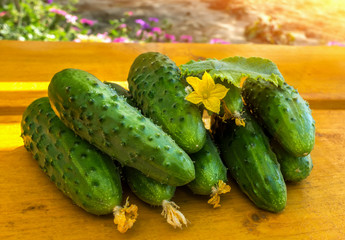  cucumbers on a wooden bench with a beautiful blurred background