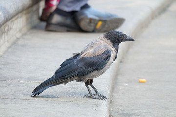 A raven standing beside the pond