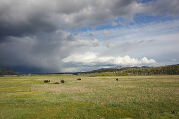 Bisons in the park