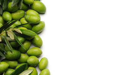 Olea europaea オリーブ Oliwka europejska 橄欖  木樨科 Олива европейская Uliva Olajfa növényfaj