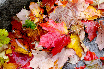Maple red and yellow autumn leaves on sidewalk after rain