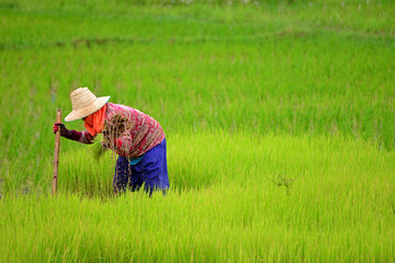 Naklejka na ściany i meble Thai farmer rice planting
