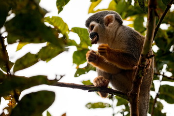 Squirrel Monkey Having Lunch In The Trees