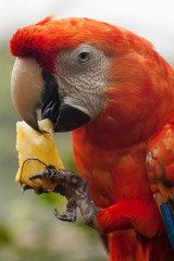 Free, Red Scarlet Macaw Parrot