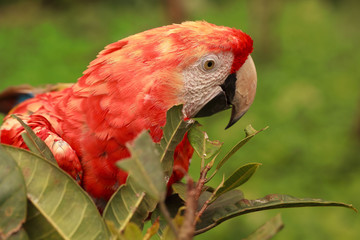 Red Scarlet Macaw Parrot