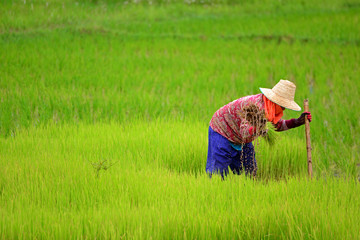 Thai farmer rice planting