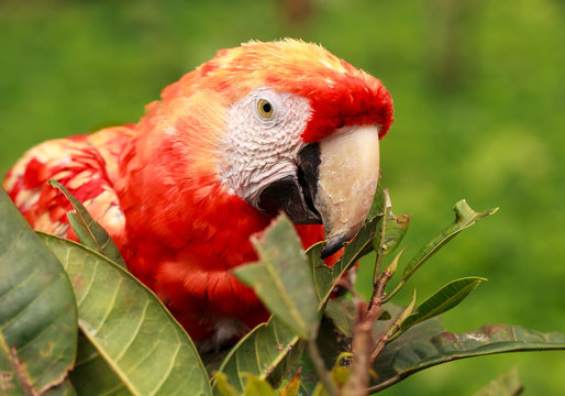 Red Scarlet Macaw Parrot Hiding In The Bushes