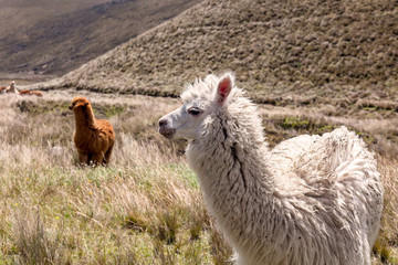 Close Up Of Beautiful Llama © APS
