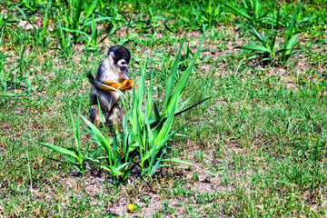 Squirrel Monkey, Amazonian Jungle