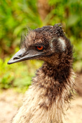 Portrait Of An Emu Bird