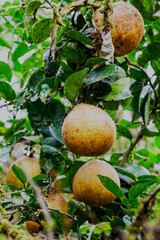 Pomelo Fruit Outdoor