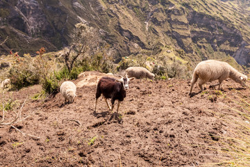 White Sheep And A Black Goat Grazing In Andes