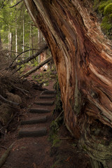 Red Cedar in Tongass National Forest © nrgage13