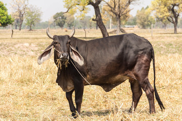 cow in field in thailand