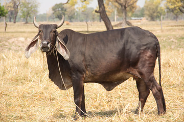 cow in field in thailand