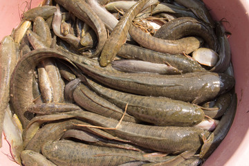 Many fish in a plastic bucket