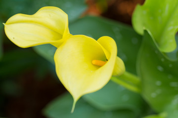 Yellow flowers in the garden.