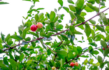 acerola fruit